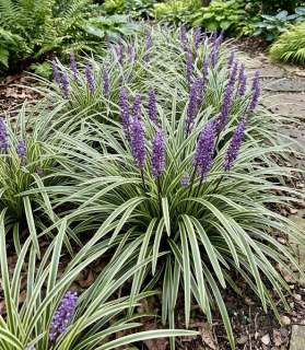 Liriope muscari 'Variegata'